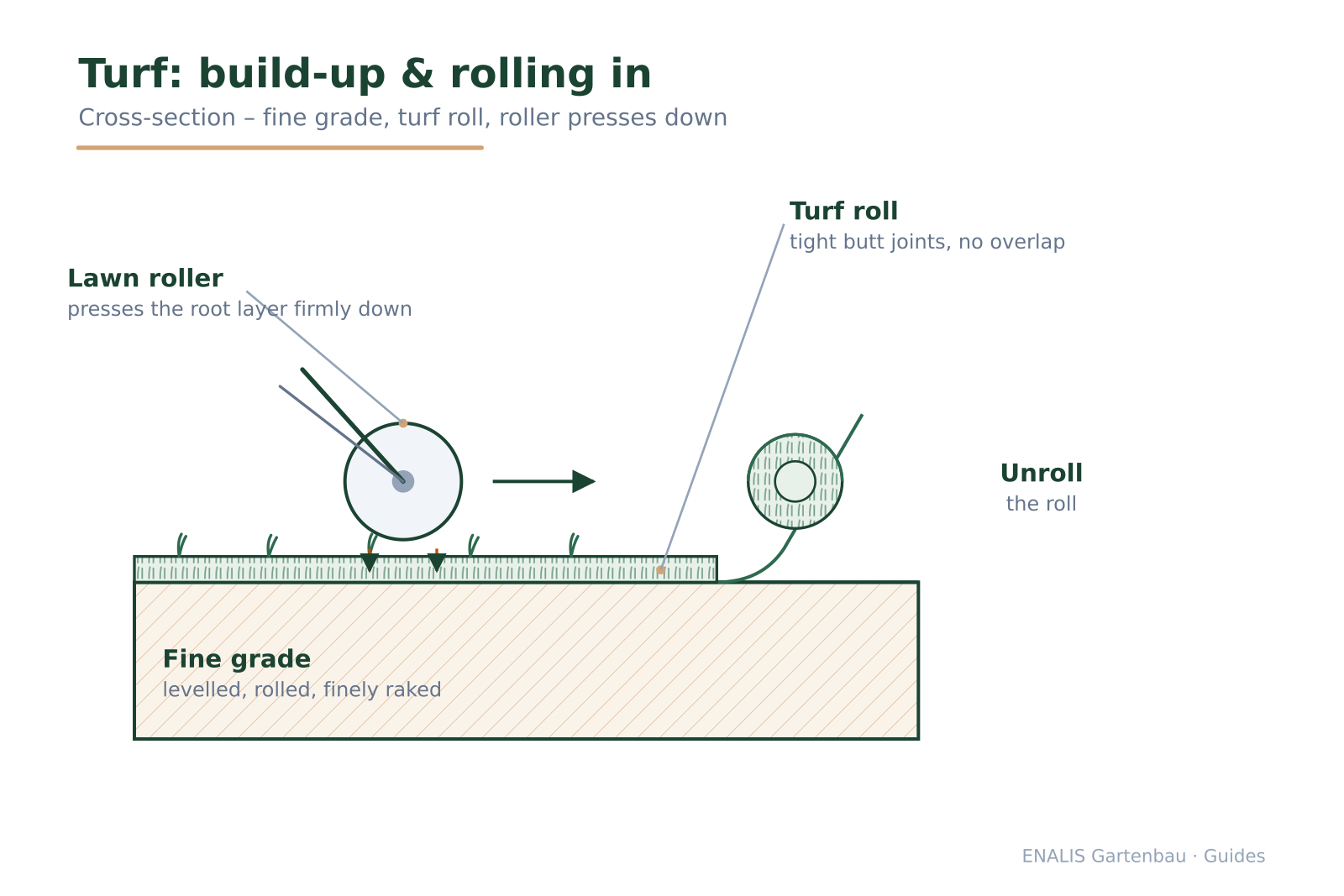 Side view showing the fine grade, an unrolled turf strip, the lawn roller and a rolled-up strip.